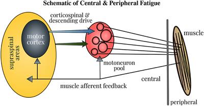 EEG-Based Spectral Analysis Showing Brainwave Changes Related to Modulating Progressive Fatigue During a Prolonged Intermittent Motor Task